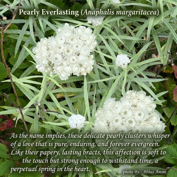 Pearly Everlasting (Anaphalis margaritacea)